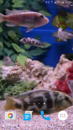 Aquarium Video Wallpaper screenshot 7