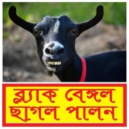 ছাগল পালন (ব্ল্যাক বেঙ্গল) ~ Goat Farming screenshot 2
