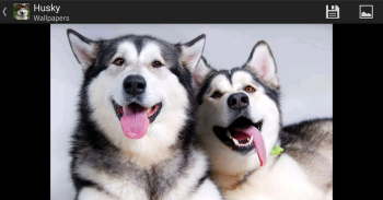 Husky - HD Wallpapers screenshot 5