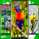 Bird Parrots HD Live Wallpaper Icon