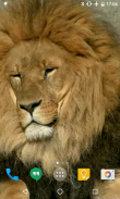 Lion HD Live Wallpaper screenshot 1