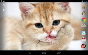 Magic Touch: Fluffy Cat Live W screenshot 2