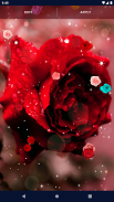 Red Rose Live Wallpaper screenshot 2