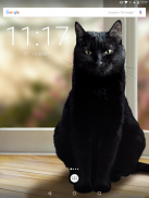 Lindo gato negro Fondos de pantalla animados screenshot 0