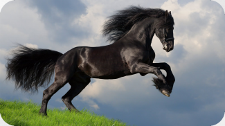 Пазлы - Красивые Лошади и Пони screenshot 4