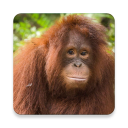 Orangutan Sounds ~ Sclip.app Icon
