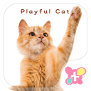 Cute wallpaper-Playful Cat-