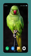 Parrot Wallpapers 4K screenshot 1