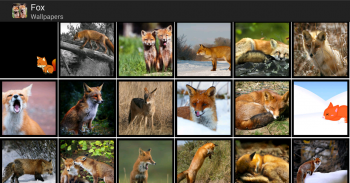 Fox - HD Wallpapers screenshot 1