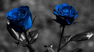 Flowers and Roses Live Wallpaper Gif App screenshot 5