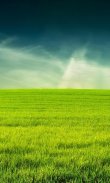 3D GRASS Live Wallpaper HD screenshot 1