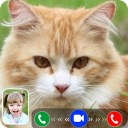 Cat Video Call/Fake Video Call Icon