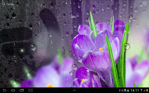 Rain Live Wallpaper screenshot 1