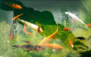 Aquarium Gold Fishes LWP screenshot 4