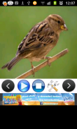 3D Burung Ringtones & Bunyi screenshot 1