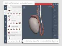 Male Pelvis: 3D RT - Sub screenshot 2