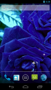 Hoa hồng xanh biếc screenshot 5