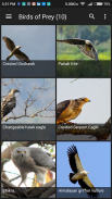 Birds of India screenshot 1