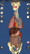 3D Bones and Organs (Anatomy) screenshot 7