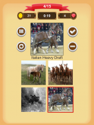 Horse Quiz screenshot 5