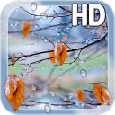 Autumn Raindrops Live HD