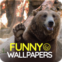 Funny wallpapers