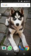 Siberian Husky Dog Wallpapers screenshot 2