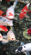 Koi Garden Live Wallpaper screenshot 5