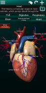 Internal Organs in 3D (Anatomy) screenshot 17
