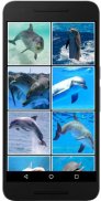 Real Dolphins Game : Jigsaw Puzzle 2019 screenshot 1