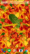 Осенние листья 3D живые обои screenshot 5