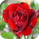 Roses - garden and grow Icon