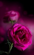 Pink Rose Live Wallpaper screenshot 1