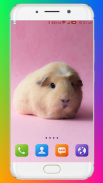 Guinea Pig Wallpaper screenshot 13