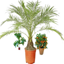 Flowers (exotic plants)
