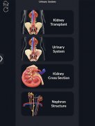 My Urinary System screenshot 14