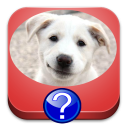 Dog Breeds Quiz