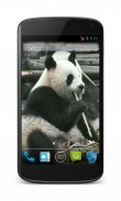 Panda Free Video Wallpaper screenshot 2