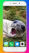 Harb Seal Wallpaper Full HD screenshot 6