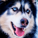 Husky dog Wallpaper HD Themes Icon