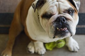 🐕 Bulldog Wallpapers screenshot 3