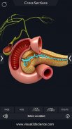 Digestive System screenshot 2