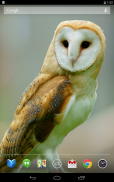 Owls Live Wallpaper screenshot 0