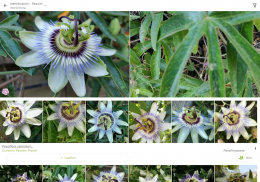 PlantNet Plant Identification screenshot 5