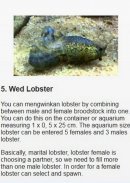 freshwater lobster cultivation screenshot 4