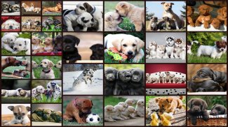 Puzzlespiel mit Hunde Für Kinder & Erwachsene 🐶 screenshot 9