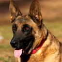 Belgian Malinois Icon