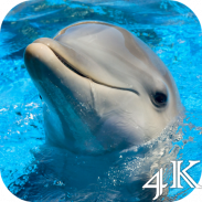 Dolphins 4K Live Wallpaper screenshot 6