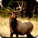 Elk Hunting Calls