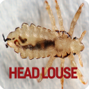 Head Louse Icon